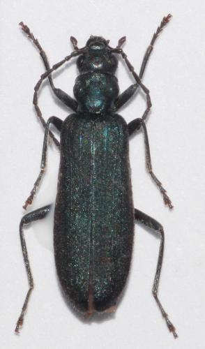 Réf. 276 068 : Ischnomera caerulea